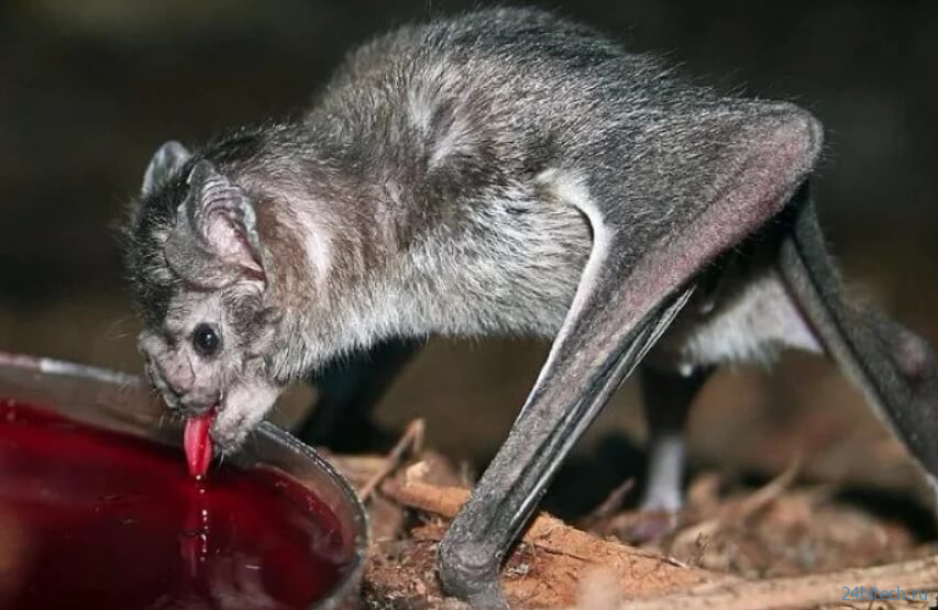 Летучие мыши-вампиры любят ужинать в компании друзей 