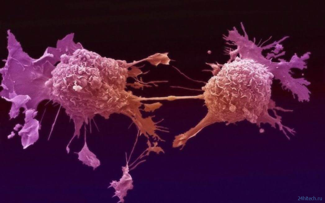 По мнению ученых, защиту организма от рака могут обеспечивать прыгающие гены 