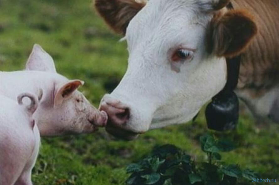 Микропластик впервые найден в крови коров и свиней. Опасен ли он для человека? 