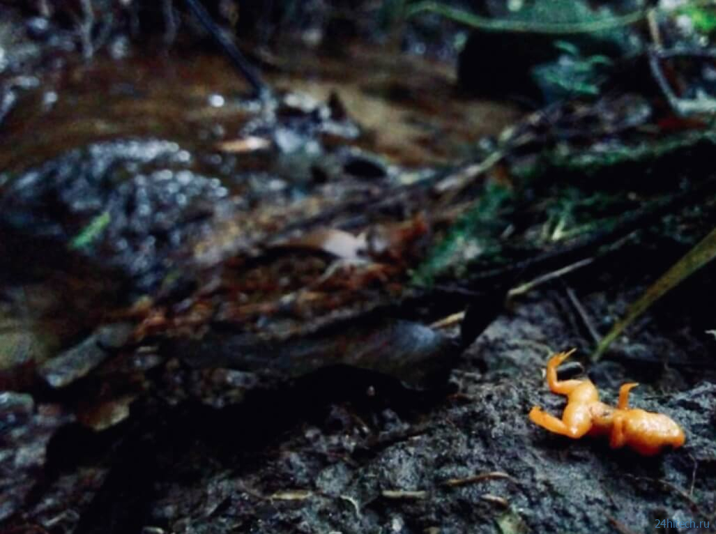 Опасный грибок уничтожает лягушек Бразилии. Почему это должно нас беспокоить? 
