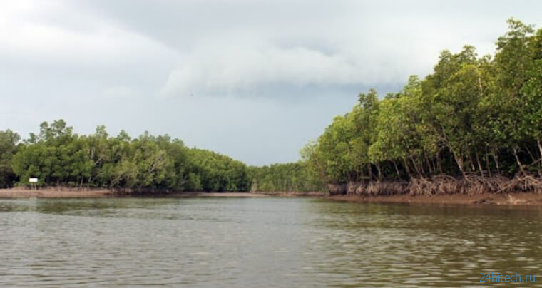 Мангровый лес дает неутешительную подсказку о будущем повышении уровня воды на планете 