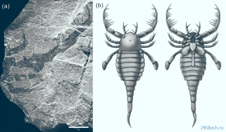 В Китае нашли окаменелости гигантского морского скорпиона 