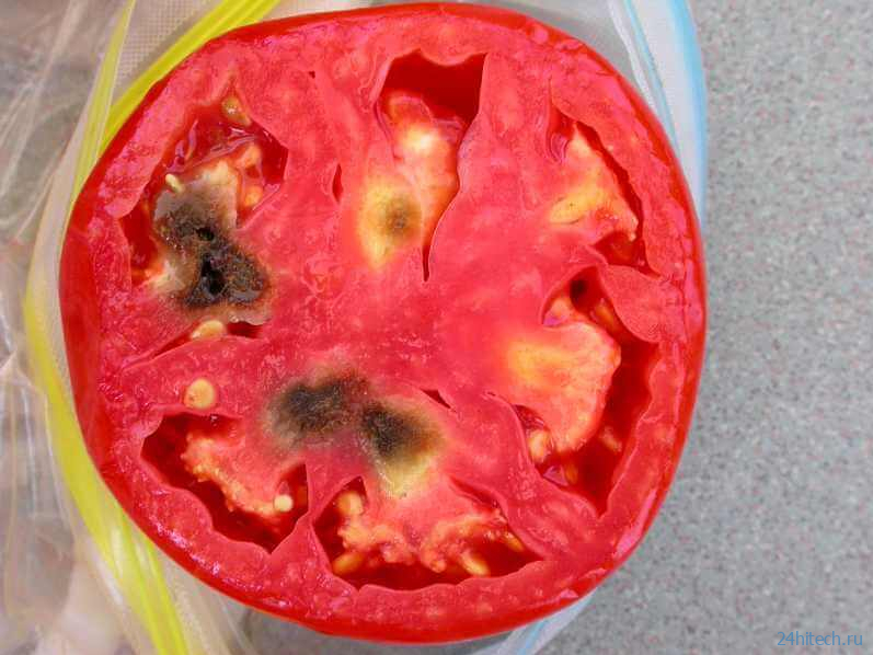 Ученые обнаружили у томатов ген, который влияет на гниение плода 