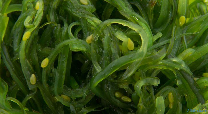 Зеленые водоросли способны обеспечивать мозг кислородом 