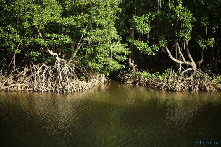 Мангровый лес дает неутешительную подсказку о будущем повышении уровня воды на планете 