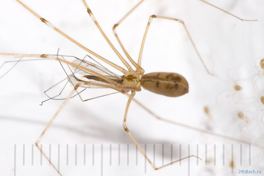 Видео: жуки-убийцы используют хитрость, чтобы напасть на пауков 