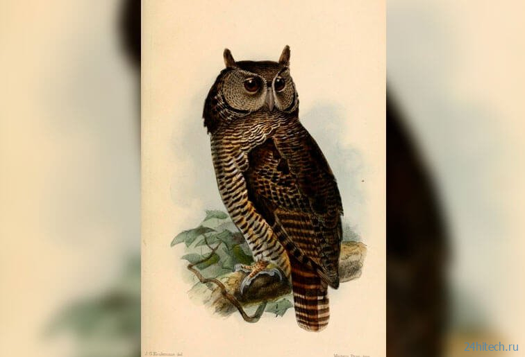 Ученые нашли птицу, которая пропала 150 лет назад 