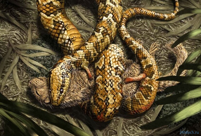 Ученые ошибались: древняя змея с четырьмя ногами оказалась ящерицей 