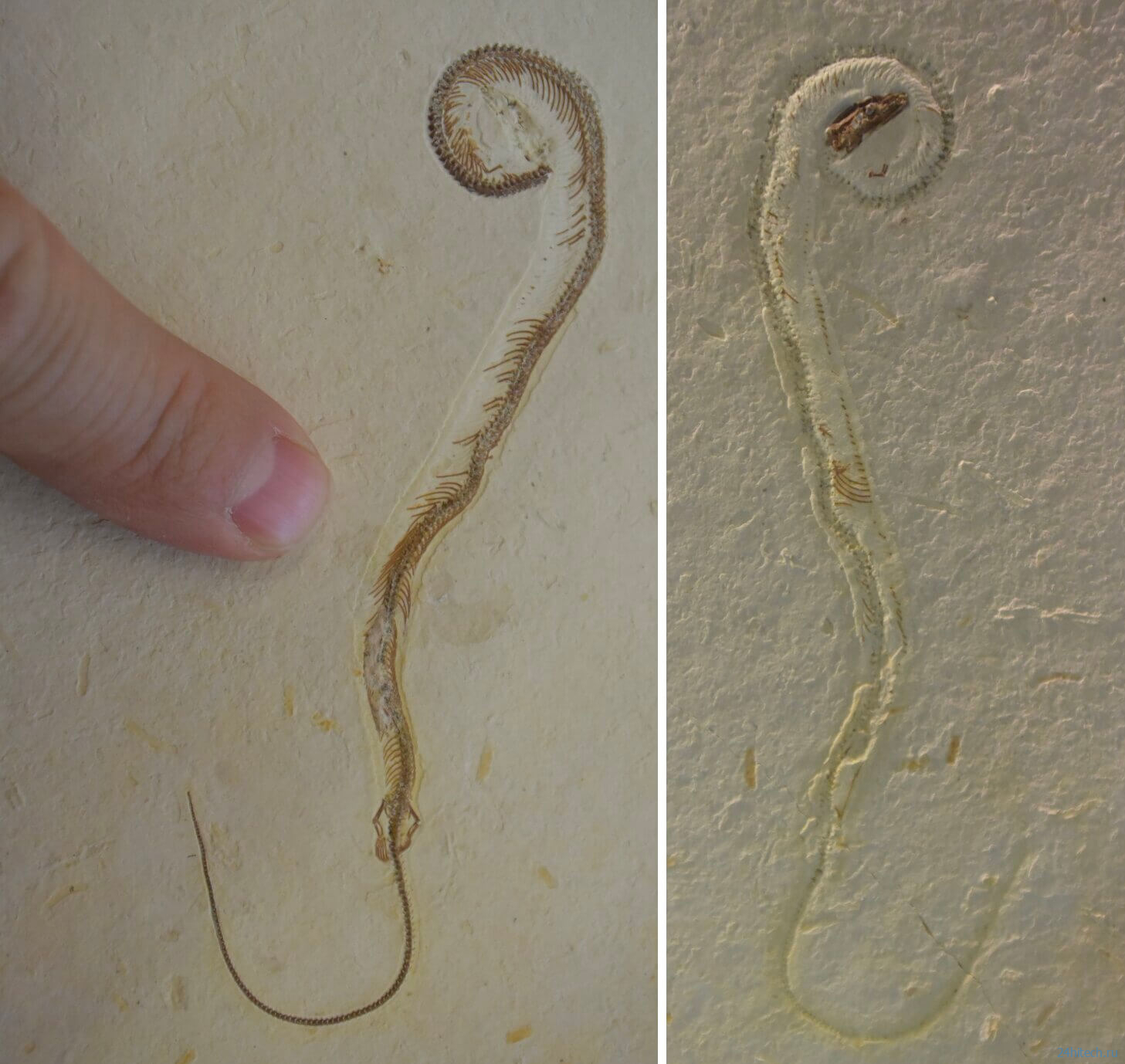 Ученые ошибались: древняя змея с четырьмя ногами оказалась ящерицей 