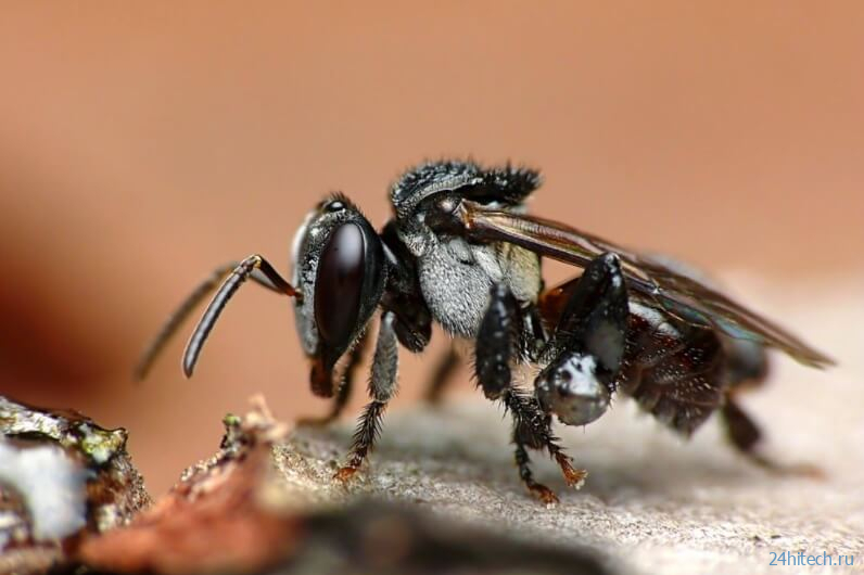 Ученые узнали подробности о пчелах, которые едят мясо животных 
