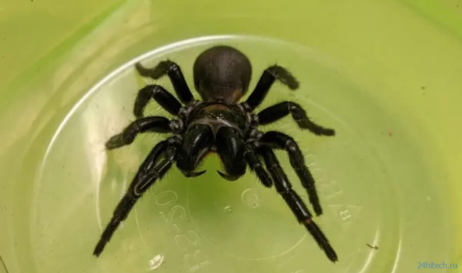 В австралийском зоопарке появился огромный паук, способный спасти жизни 