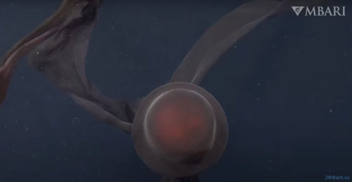 Робот снял на видео редкую медузу гигантских размеров 