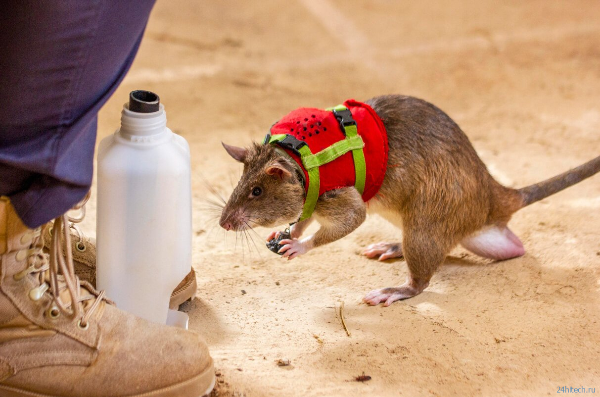 Место собак в поисково-спасательных операциях могут занять крысы? 