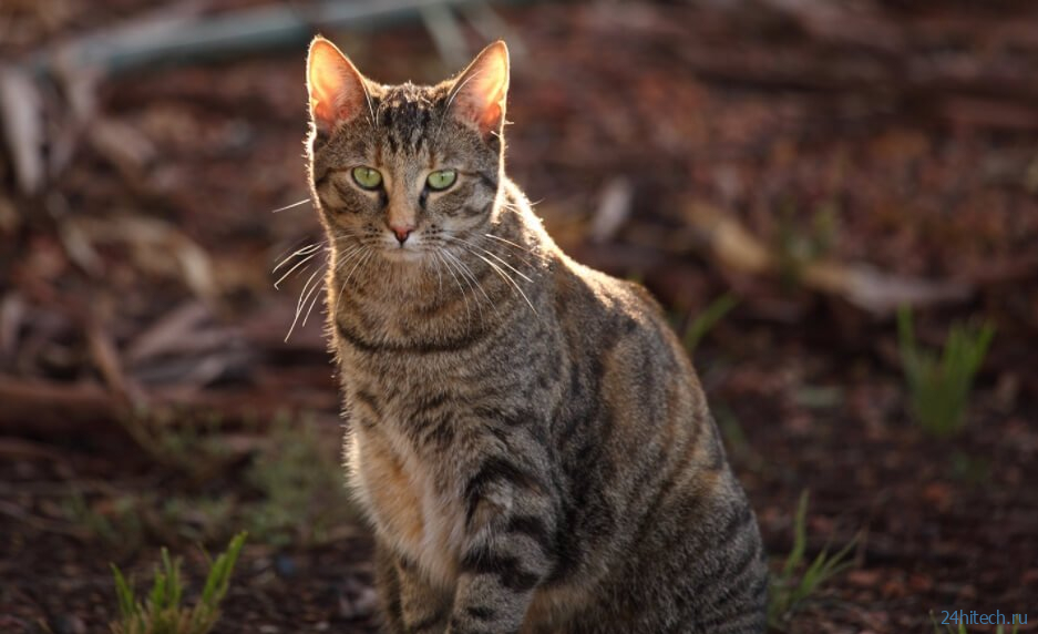 Ученые сделали австралийских животных ядовитыми для кошек 