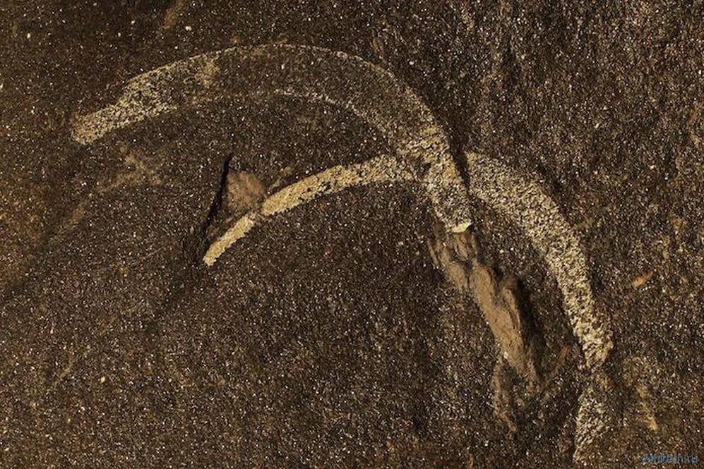 В фекалиях червя, возрастом 500 миллионов лет обнаружены кусочки серебра — как оно туда попало? 