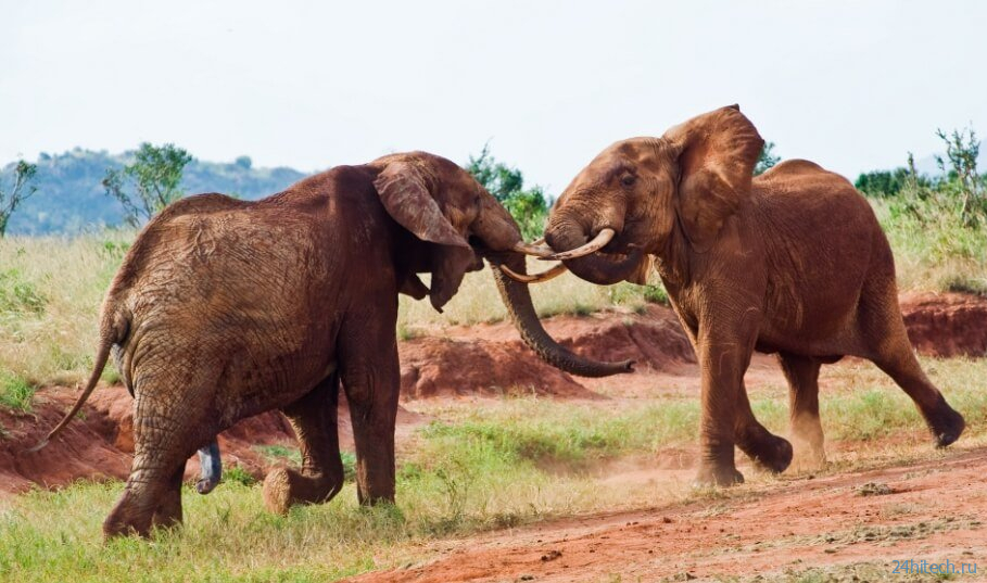 Ученые выяснили, почему молодые слоны ведут себя агрессивно 