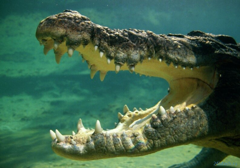Найдена причина, по которой крокодилы пережили динозавров 