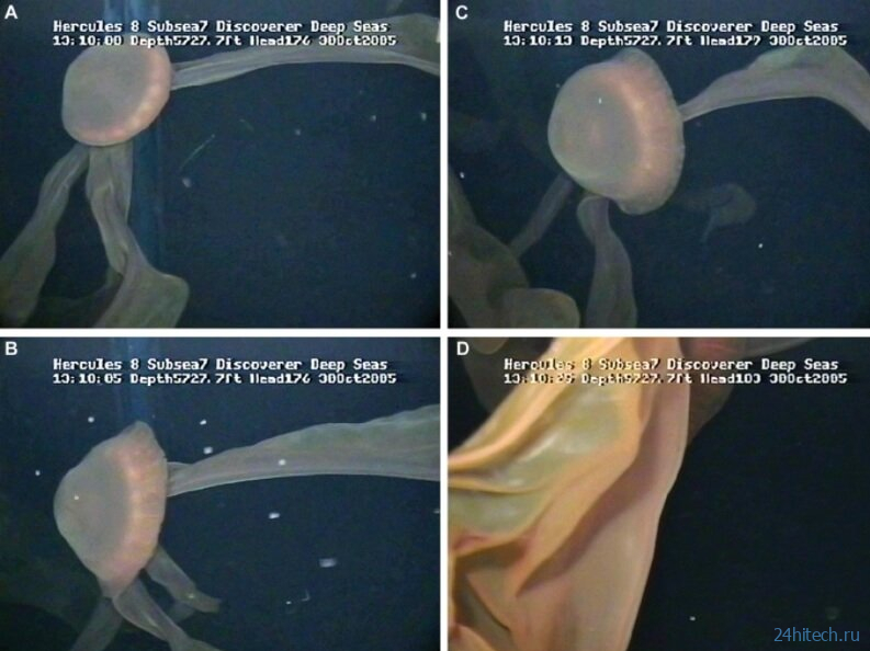 Робот снял на видео редкую медузу гигантских размеров 