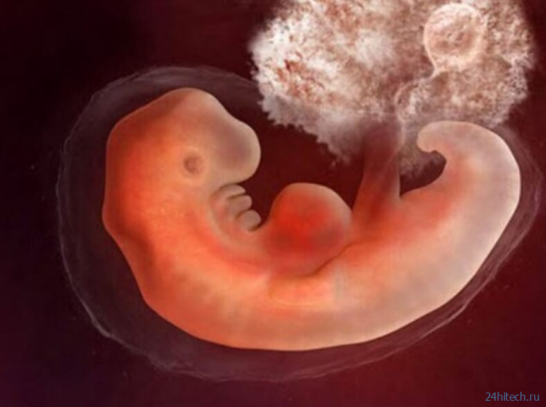 От кишечника зависит развитие сердца у эмбрионов 