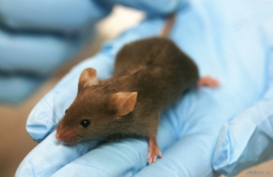 Ученые начнут ставить эксперименты не только на мышах и крысах, но и осьминогах 