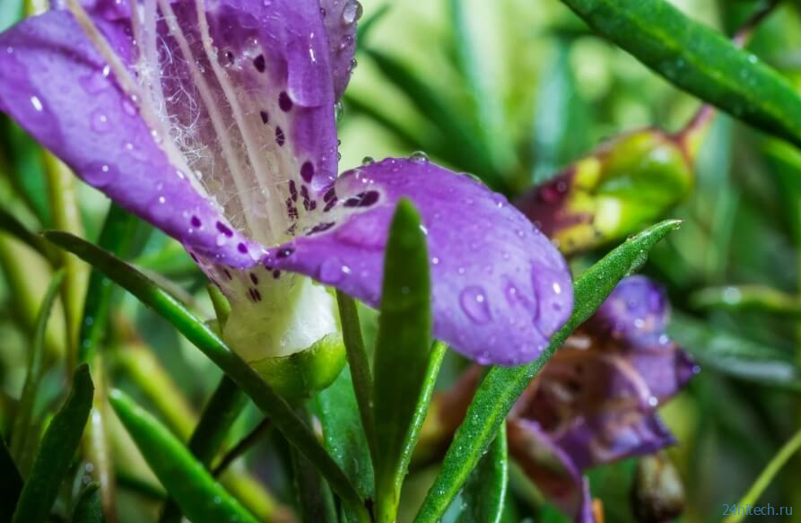 В Австралии найдено растение, которое может помочь в лечении рака 