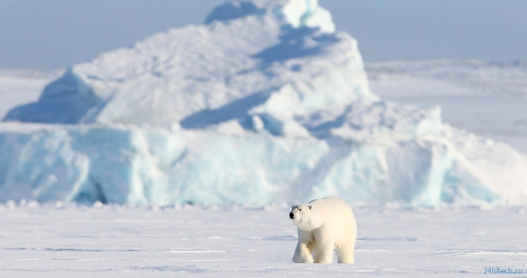 Арктику ожидают обильные дожди и вымирание животных 