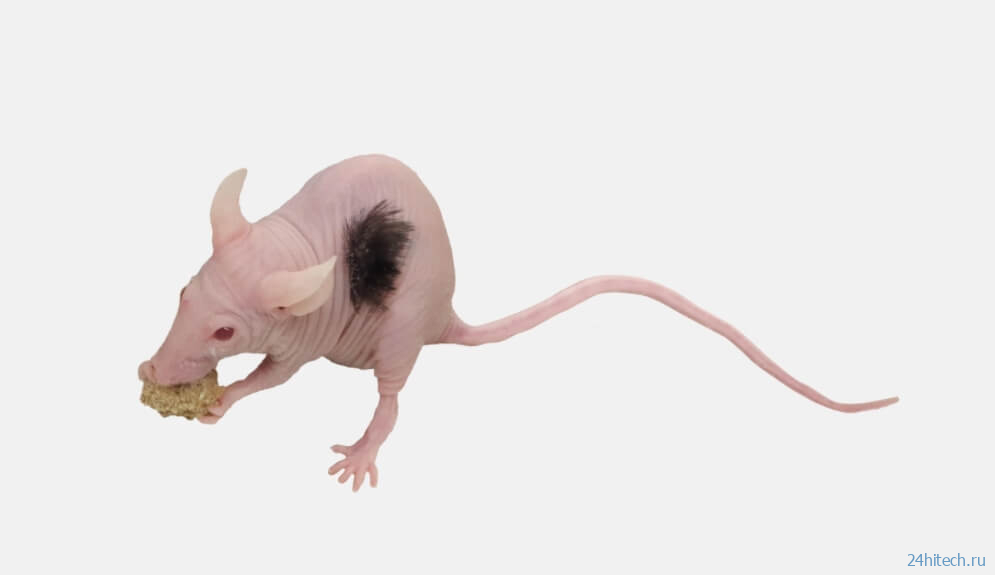 На коже лабораторной мыши вырастили человеческие волосы 