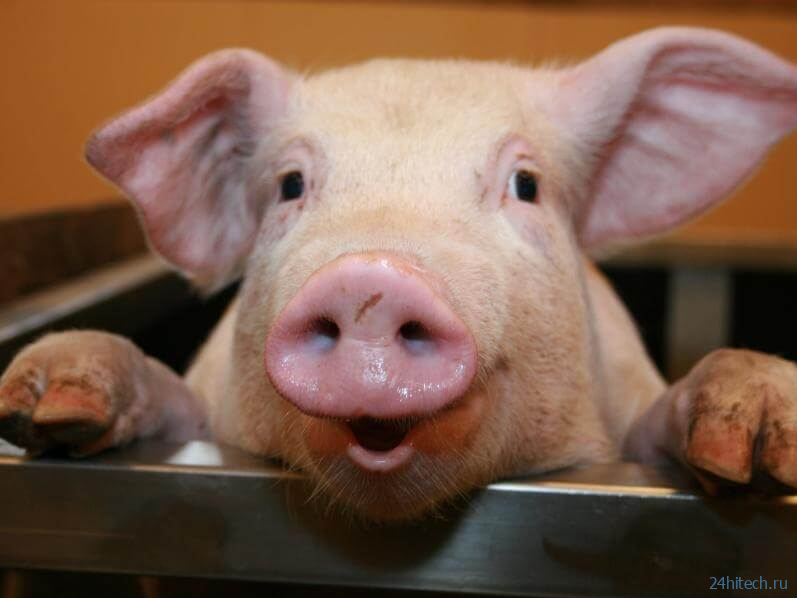 В США мужчине успешно пересадили две свиные почки 