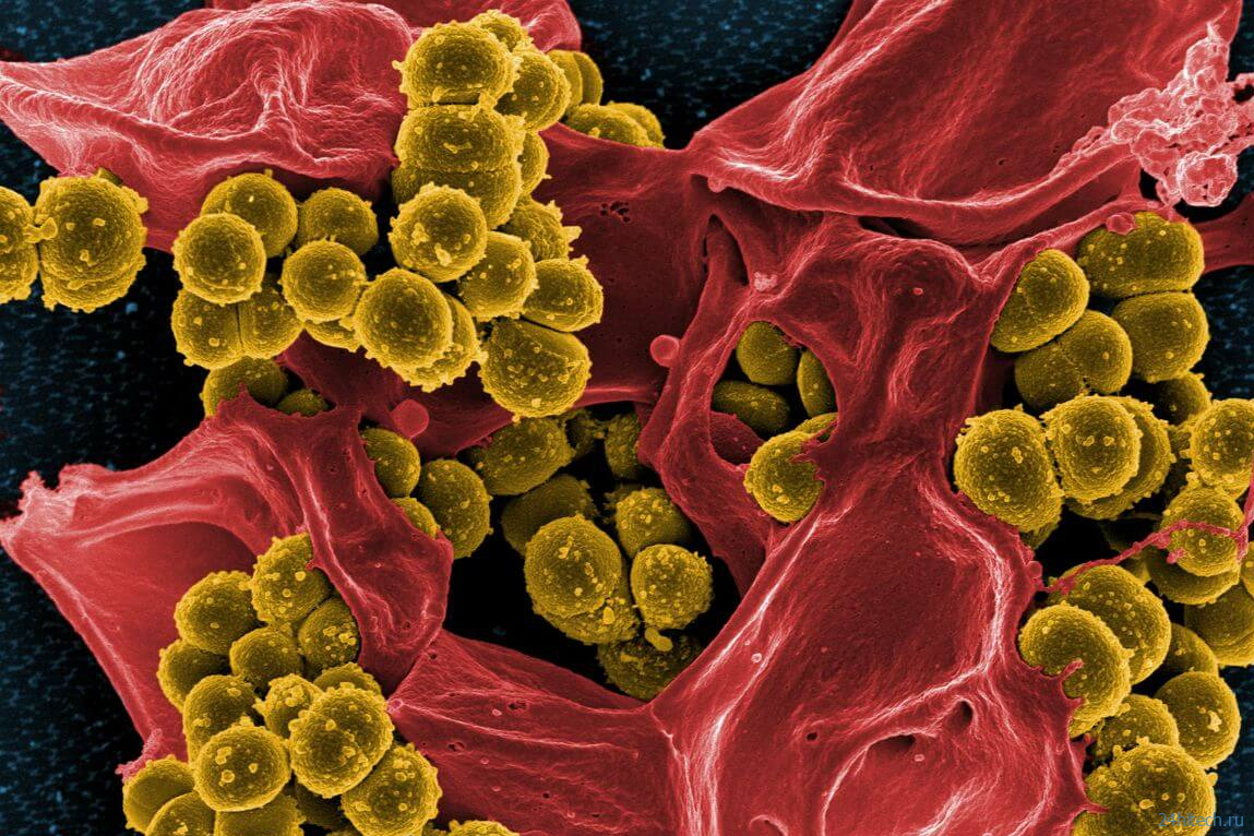 Устойчивые к антибиотикам бактерии жили задолго до появления препаратов 