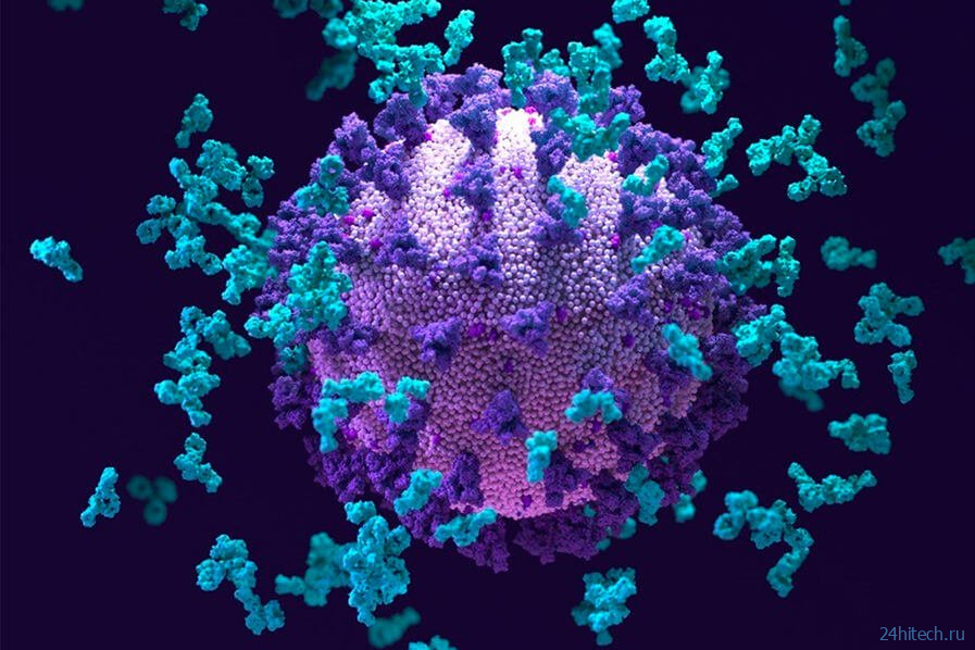 Обнаружено еще одно антитело, уничтожающее коронавирус 