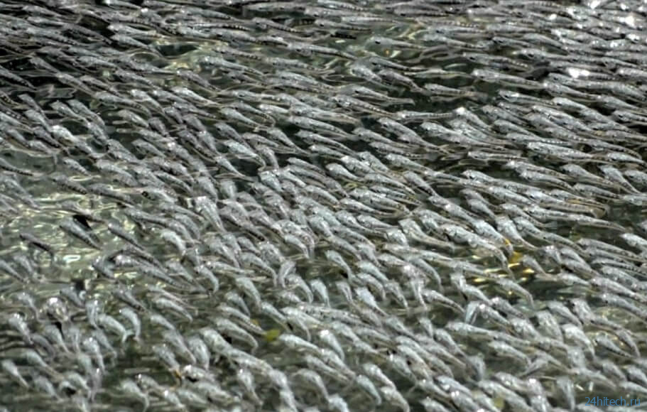Как большие скопления рыб защищаются от нападений птиц? 