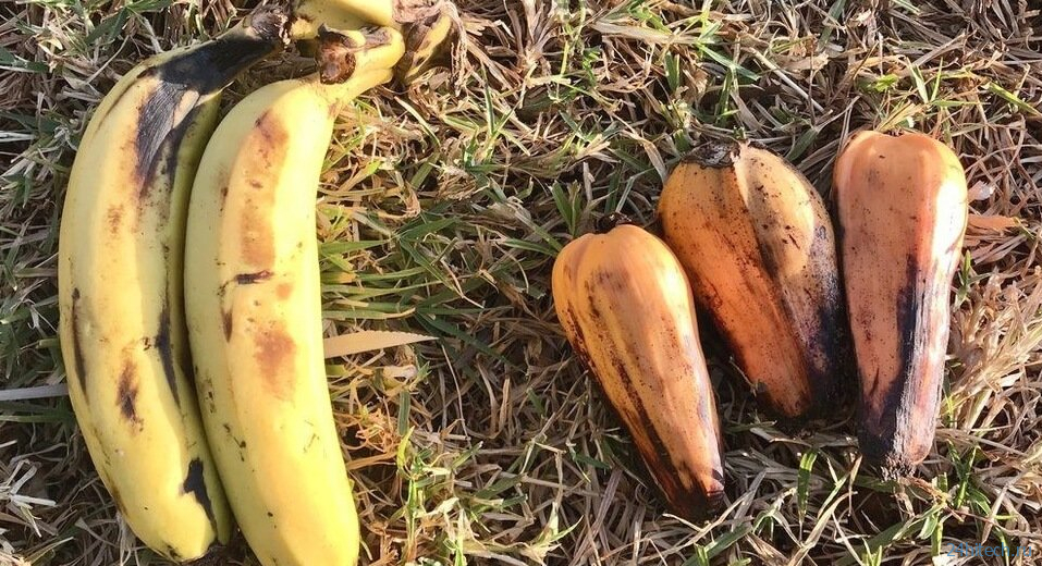 «Ложные» бананы могут спасти миллионы людей от голода 