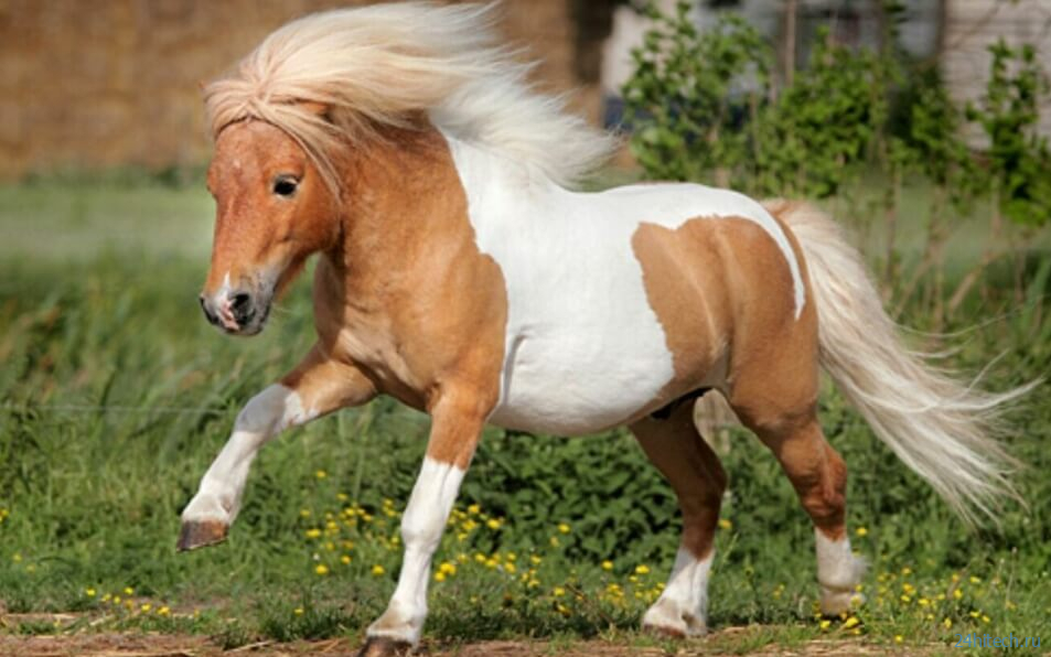 Средневековые лошади были размером с маленьких пони 