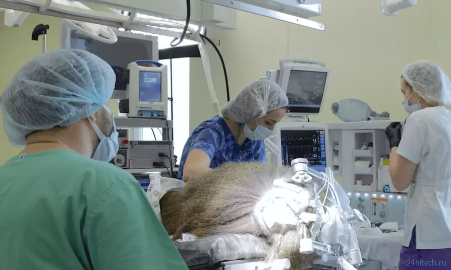 Российские ученые вернули обезьяне зрение при помощи нейроимпланта ELVIS 