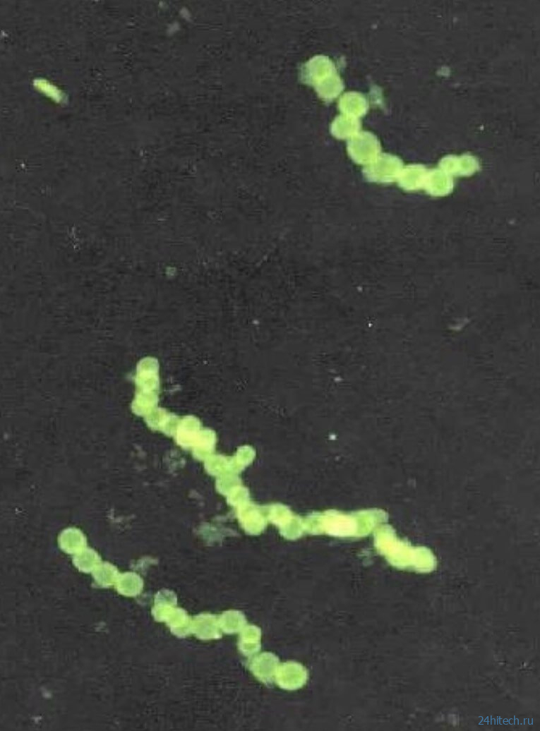 Ученые открыли самые большие бактерии в мире