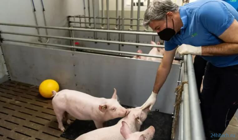 В Германии выращивают свиней для получения донорских органов 