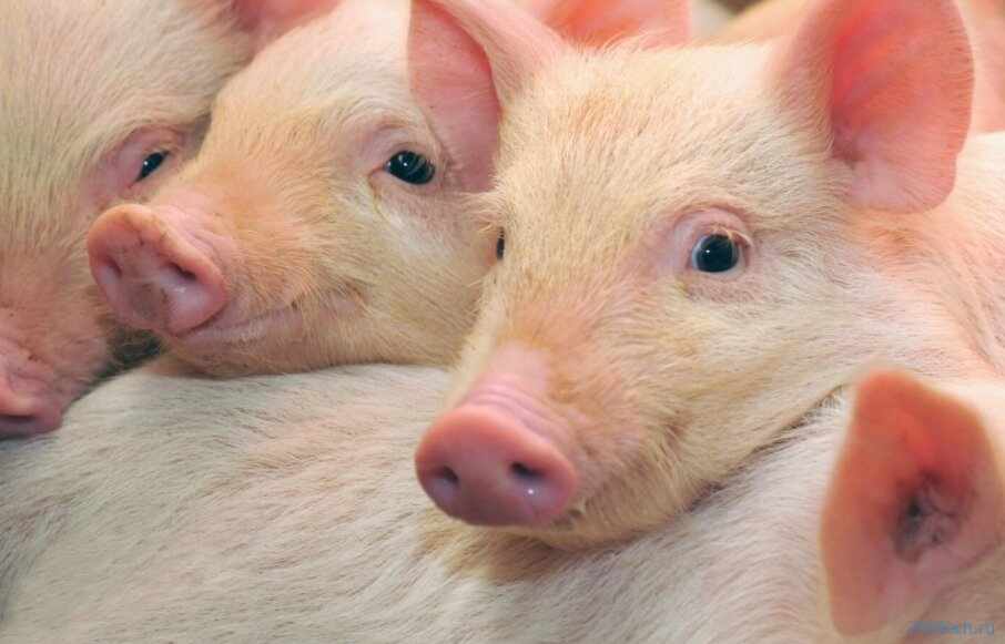 В Германии выращивают свиней для получения донорских органов 