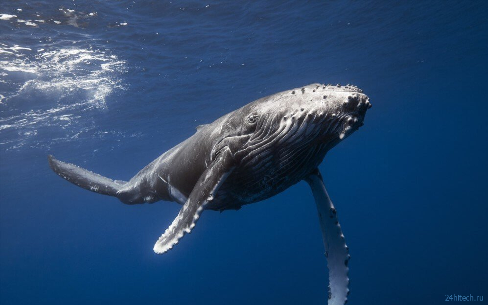 Как чукчи охотятся на китов — смертельно опасный промысел на краю Земли 