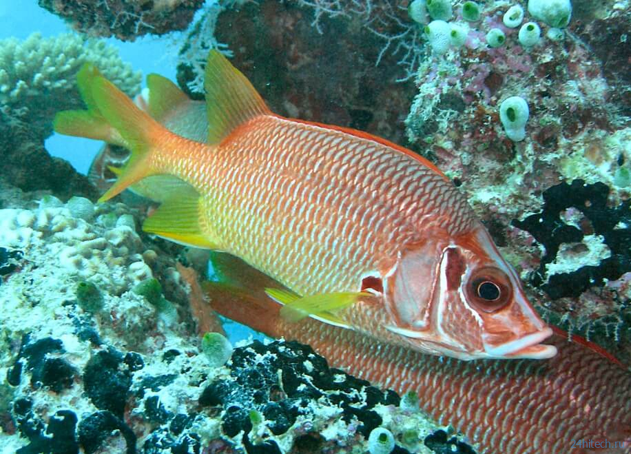 Ученые выяснили, что рыбы умеют разговаривать звуками о еде и сексе 