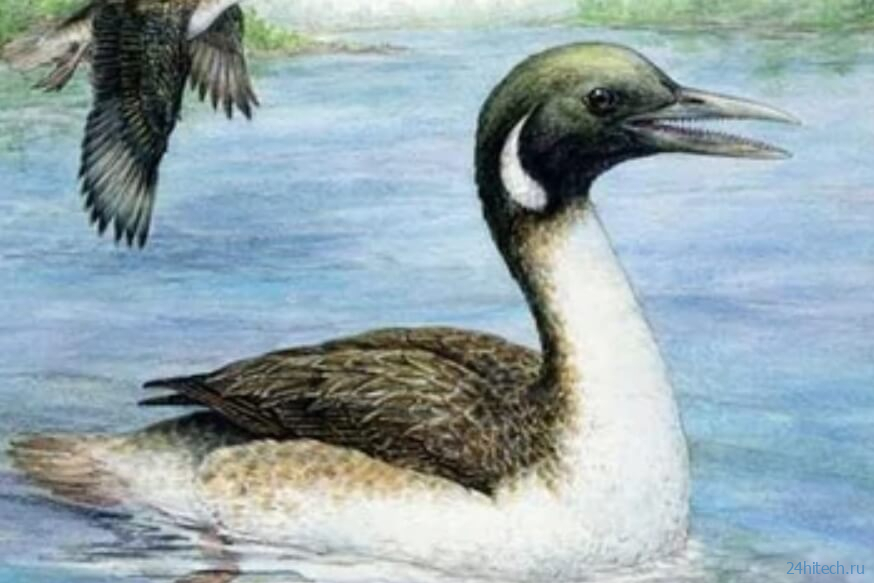 В Китае найдены окаменелости неизвестных науке птиц
