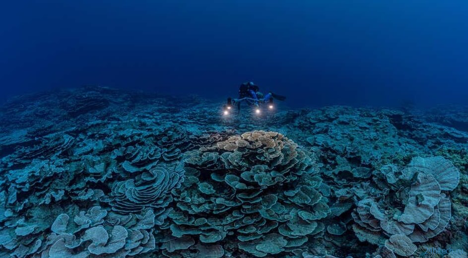 В глубинах океана найдены коралловые рифы, которые могут пережить климатическую катастрофу 
