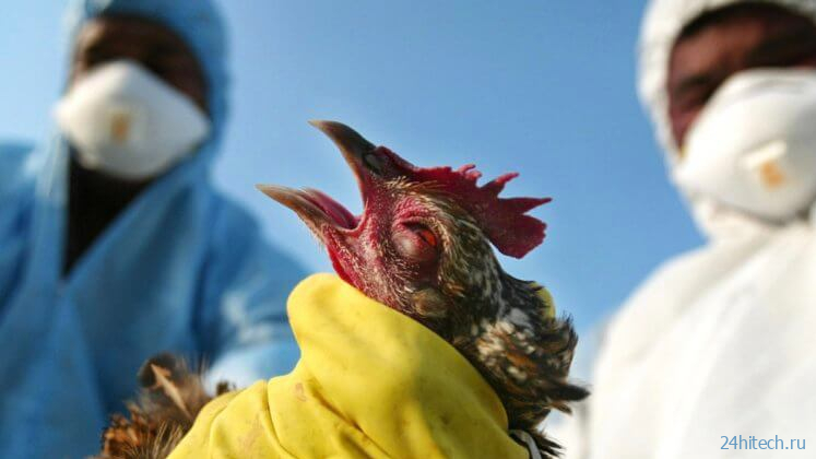 В мире распространяется птичий грипп. Почему это плохо?