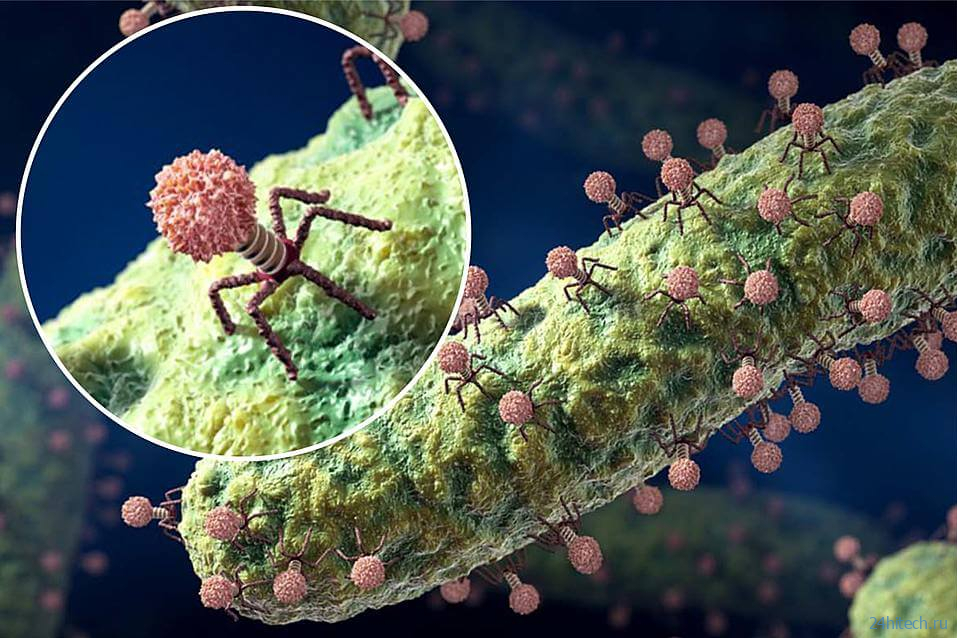 Как воюют между собой бактерии при помощи вирусных “мин”