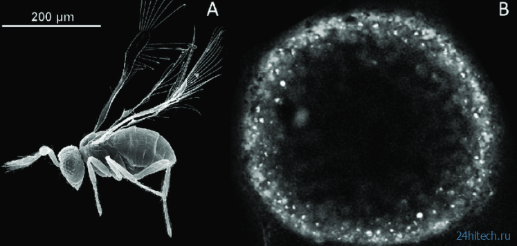 Ученые обнаружили бактерий размером с жука