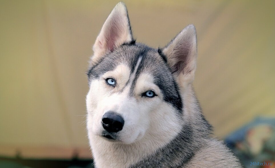Собаки научились строить «щенячьи глазки» под влиянием людей