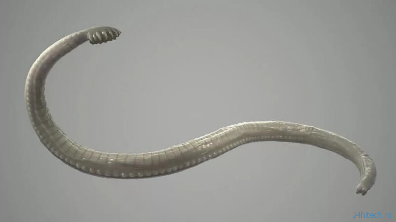 Как узнать, что в организме поселились черви-паразиты?