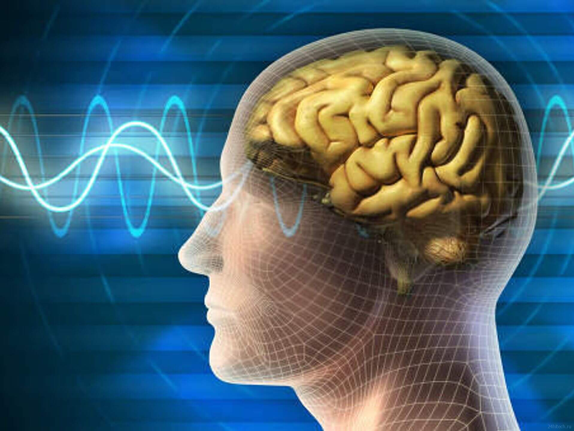 Мозг обрабатывает информацию при помощи микроволн — как это работает?