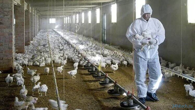 В Китае зафиксирован первый случай заражения человека штаммом птичьего гриппа H3N8