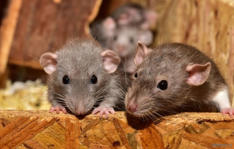 Чем городские крысы опасны для людей?