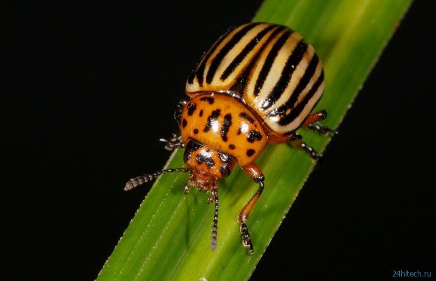 5 насекомых, которые вредят сельскому хозяйству и могут привести к голоду